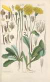 Botanisches Handbuch Pl.12