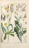 Botanisches Handbuch Pl.13