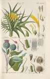 Botanisches Handbuch Pl.15