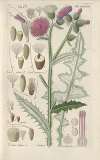 Botanisches Handbuch Pl.16