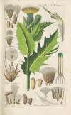 Botanisches Handbuch Pl.17