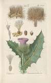 Botanisches Handbuch Pl.18