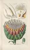 Botanisches Handbuch Pl.19