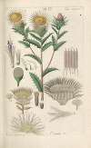 Botanisches Handbuch Pl.20