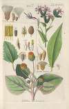 Botanisches Handbuch Pl.22