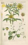 Botanisches Handbuch Pl.23