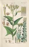 Botanisches Handbuch Pl.24