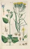 Botanisches Handbuch Pl.26