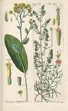 Botanisches Handbuch Pl.28