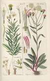 Botanisches Handbuch Pl.29