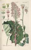 Botanisches Handbuch Pl.30