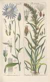 Botanisches Handbuch Pl.31