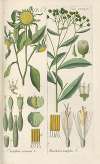 Botanisches Handbuch Pl.32