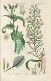 Botanisches Handbuch Pl.33