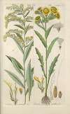 Botanisches Handbuch Pl.34