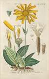 Botanisches Handbuch Pl.37