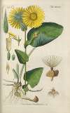 Botanisches Handbuch Pl.38