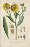 Botanisches Handbuch Pl.39