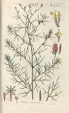 Botanisches Handbuch Pl.40