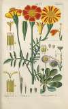 Botanisches Handbuch Pl.41