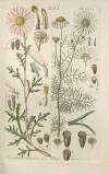 Botanisches Handbuch Pl.43