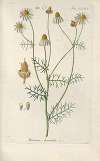 Botanisches Handbuch Pl.44