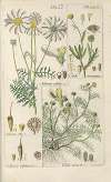 Botanisches Handbuch Pl.45