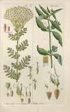 Botanisches Handbuch Pl.47