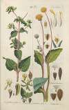 Botanisches Handbuch Pl.48