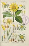 Botanisches Handbuch Pl.49