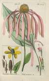 Botanisches Handbuch Pl.51