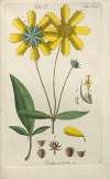 Botanisches Handbuch Pl.52