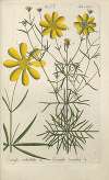 Botanisches Handbuch Pl.53