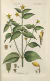 Botanisches Handbuch Pl.55