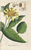 Botanisches Handbuch Pl.57