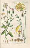 Botanisches Handbuch Pl.58