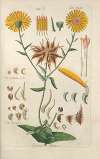 Botanisches Handbuch Pl.59