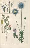 Botanisches Handbuch Pl.60