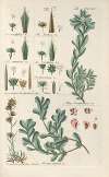 Botanisches Handbuch Pl.61