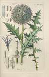 Botanisches Handbuch Pl.62