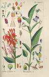 Botanisches Handbuch Pl.63