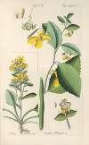 Botanisches Handbuch Pl.65