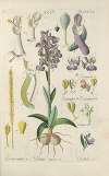 Botanisches Handbuch Pl.66