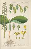 Botanisches Handbuch Pl.68