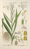 Botanisches Handbuch Pl.69