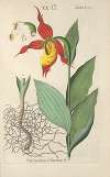 Botanisches Handbuch Pl.70