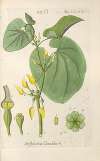 Botanisches Handbuch Pl.71