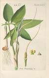 Botanisches Handbuch Pl.72