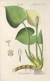 Botanisches Handbuch Pl.73