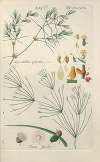 Botanisches Handbuch Pl.75